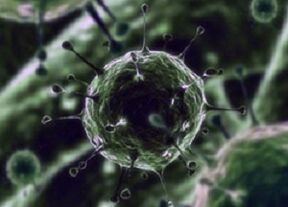 Bacterial microorganisms as a cause of prostatitis