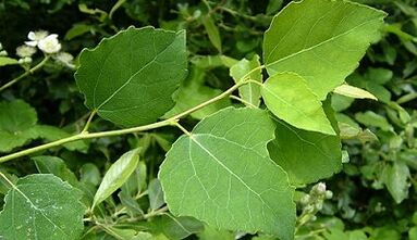 Ask for the treatment of chronic prostatitis